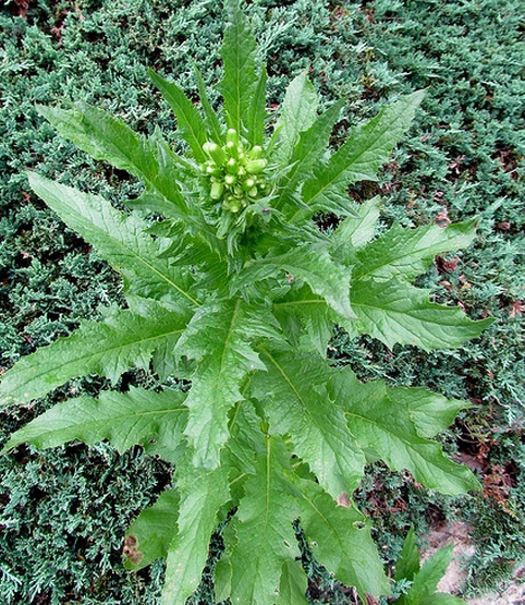  /i>):又名苦菜,苦荬菜,小鹅菜,为菊科1年生 a target="_blank" href=