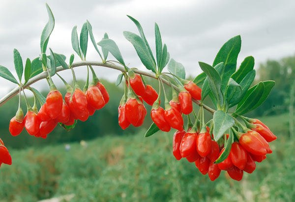  a target="_blank" href="/item/枸杞属">枸杞属 /a>植物