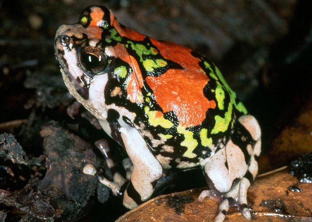  p>红犁足蛙(学名:scaphiophryne gottlebei),又名 a target="_blank"