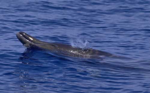  p>顾名思义, 齿鲸具有牙齿, 齿呈圆锥状, 齿数不等, 最少的仅具独齿