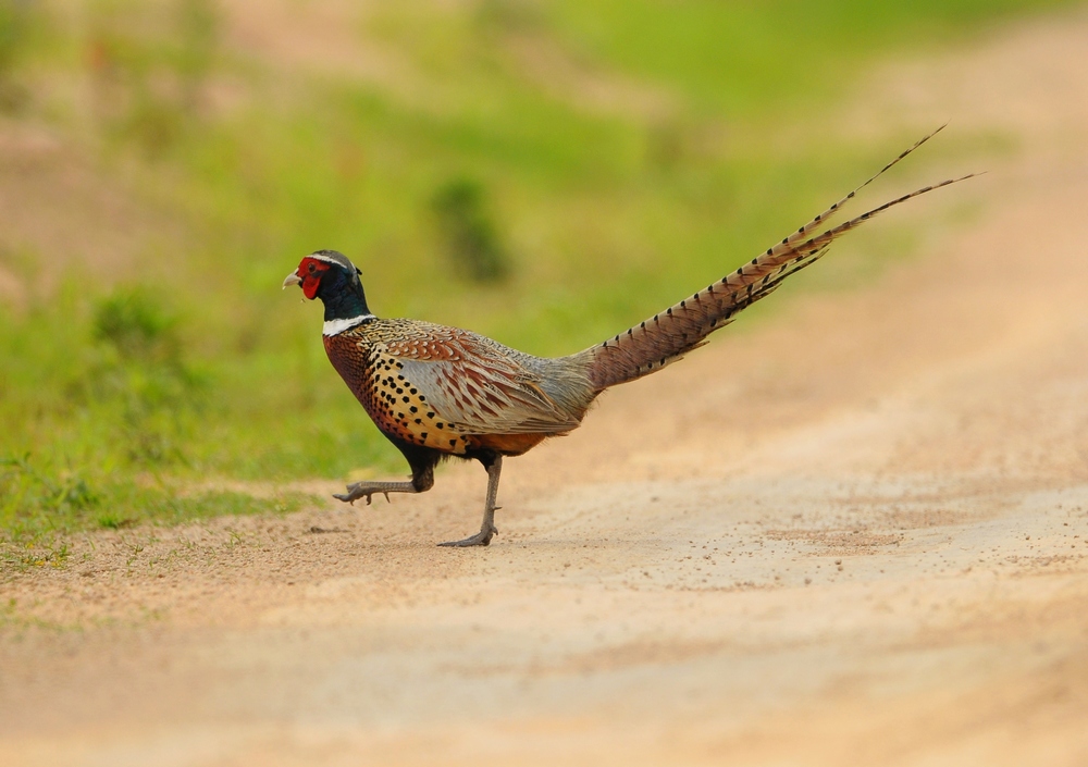 phasianus colchicus formosanus