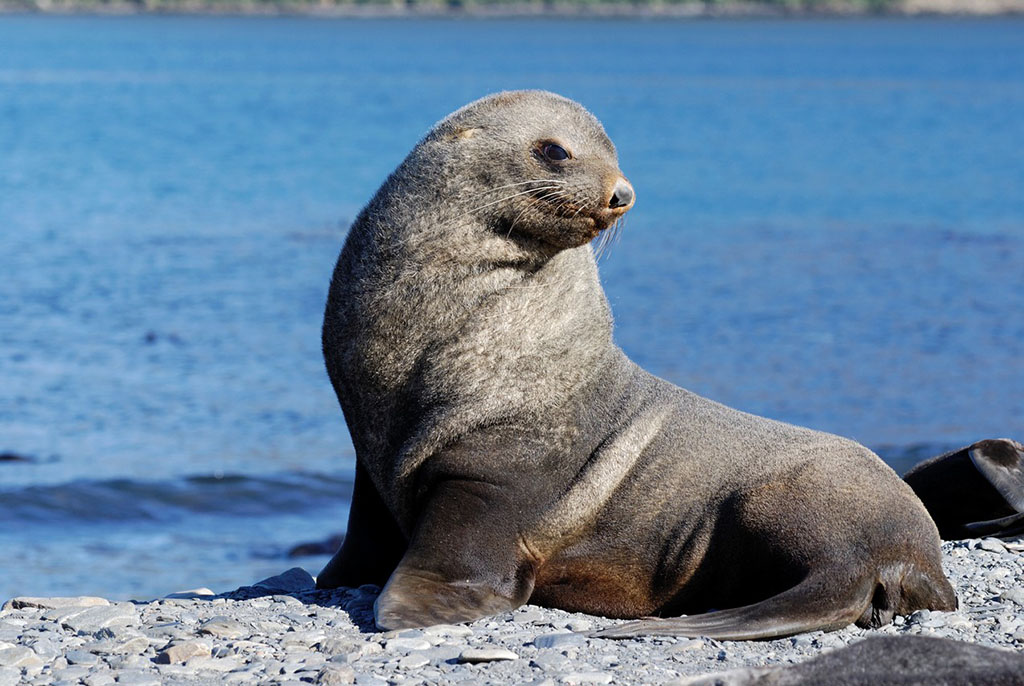  p>南海狮( i>otaria byronia /i>)主要分布于 