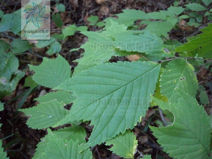  p>裂叶榆(学名: i>ulmus laciniata /i> (trautv.) mayr.