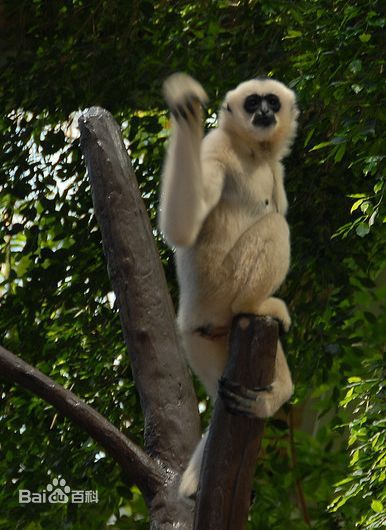  p>东黑冠长臂猿(学名: i>nomascus nasutus /i>):是长臂猿科,黑冠