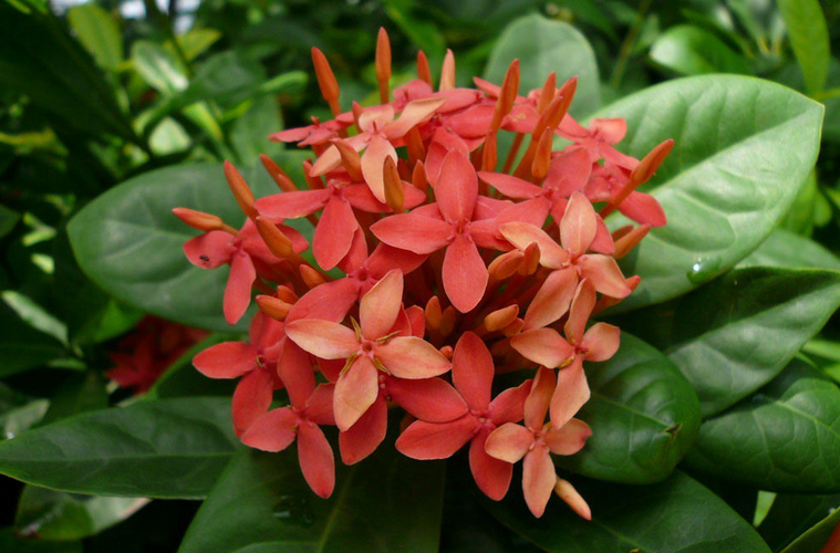 小叶红色龙船花