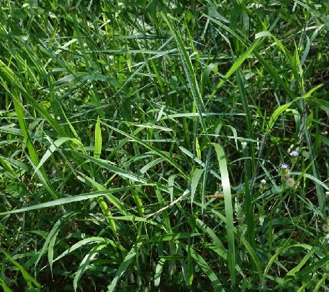  p>细毛鸭嘴草(学名: i>ischaemum ciliare retzius)是禾本科,鸭嘴草