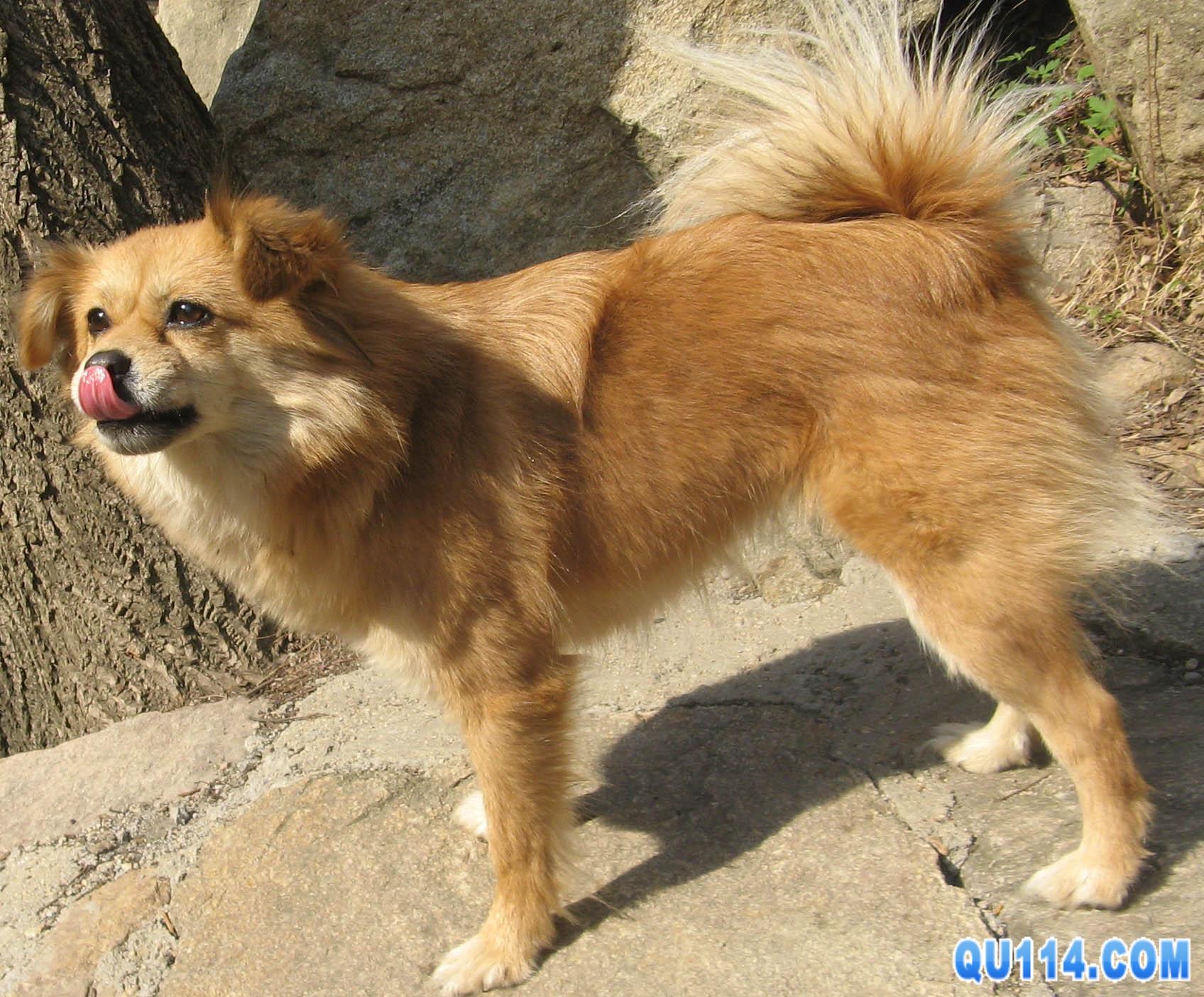  p>冰岛犬原产地冰岛, 起源于17世纪.