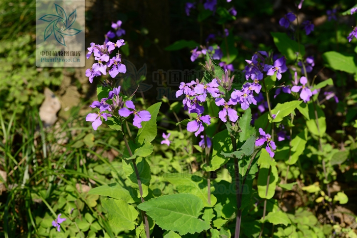  p>缺刻叶诸葛菜,十字花科, a target="_blank" href="/item/诸葛菜属