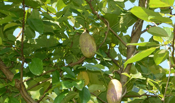  p>三叶木通(学名: i>akebia trifoliata  /i> i>(thunb.