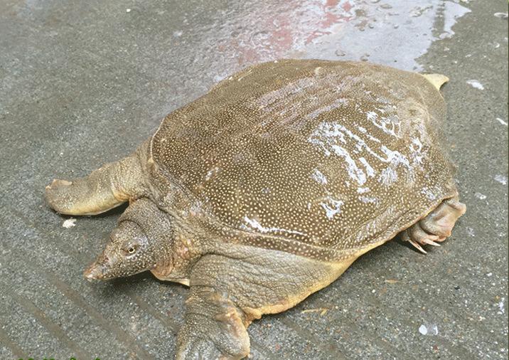 潢川甲鱼