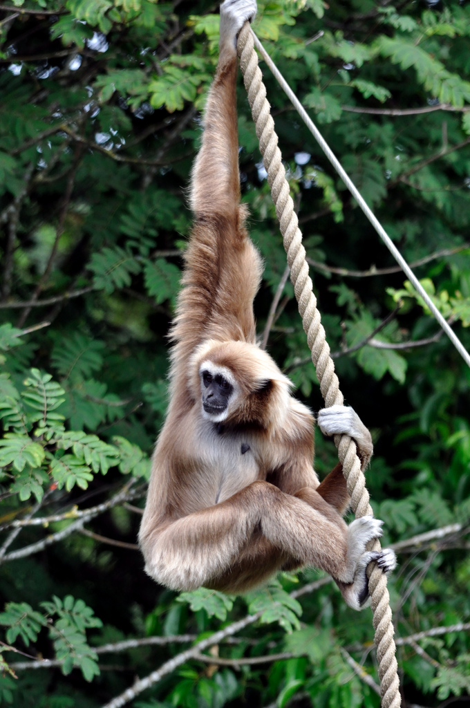  p>白掌长臂猿(学名: i>hylobates lar /i>),灵长目长臂猿科动物.