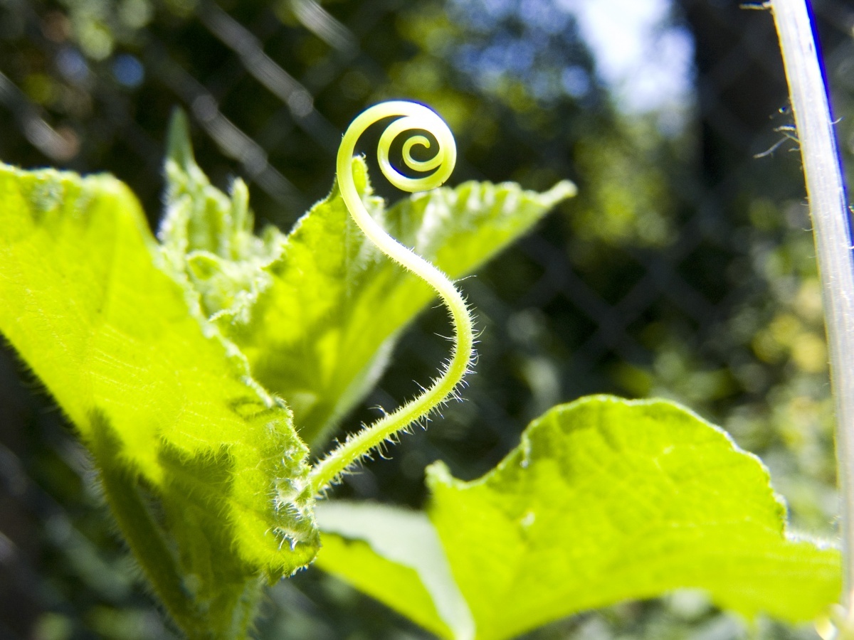 有的卷须是从茎演变而成的,如葡萄的;有的卷须是从叶子演变而成的,如