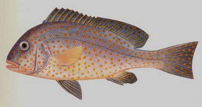  p>黄斑胡椒鲷, i>plectorhinchus flavomaculatus /i> (g.
