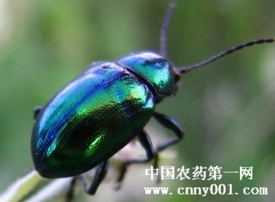  p>豆蓝金龟子,学名popillia indgigonacea motsch,又称豆蓝丽金龟岬