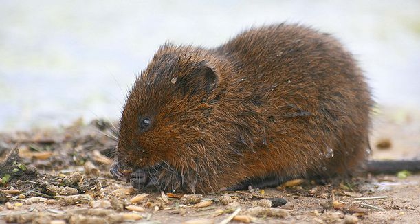  p>根田鼠(学名: i>microtus oeconomus /i>)体