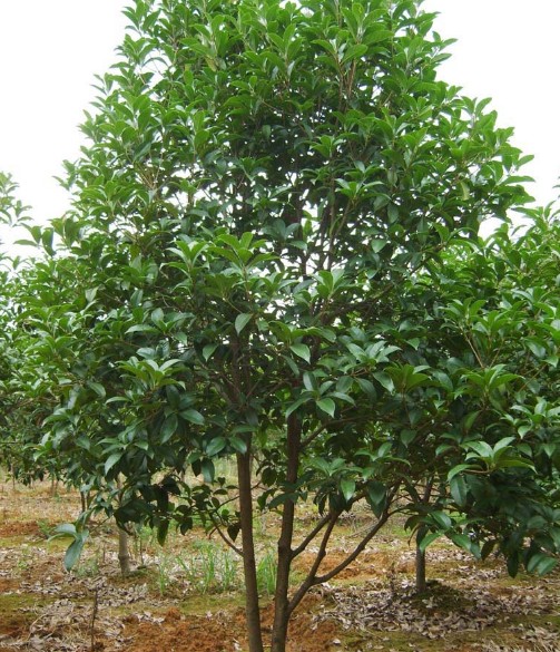  p>四季桂,叶子对生,多呈椭圆或长椭圆形,叶面光滑,革质,叶边缘有锯齿