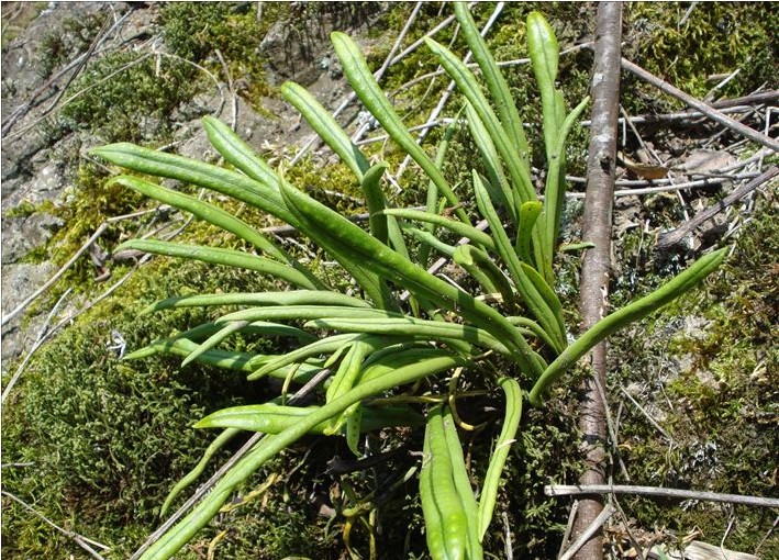  p> b>扭瓦韦 /b>(学名: i> b>lepisorus contortus /b> /i>)为水龙