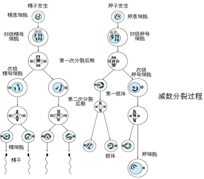 动物遗传学