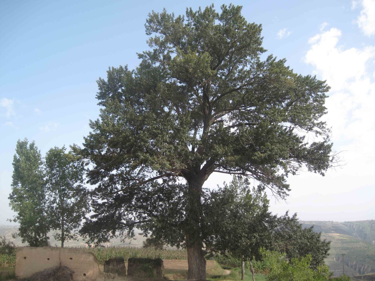 塔形小叶杨(变型)