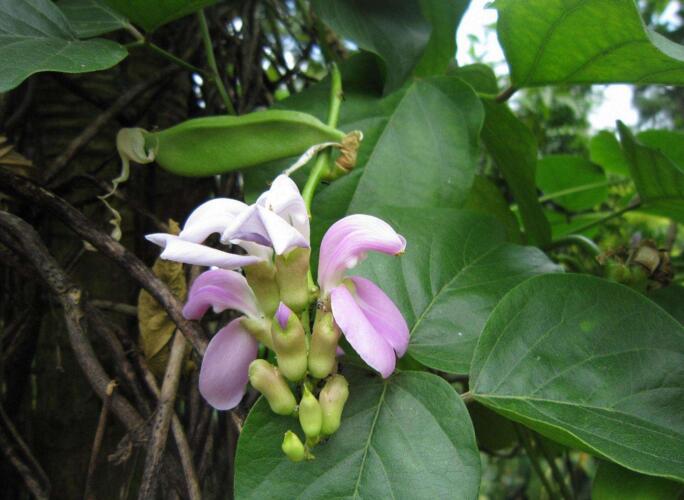  p>雅致雾水葛(学名: i>pouzolzia elegans /i> wedd.