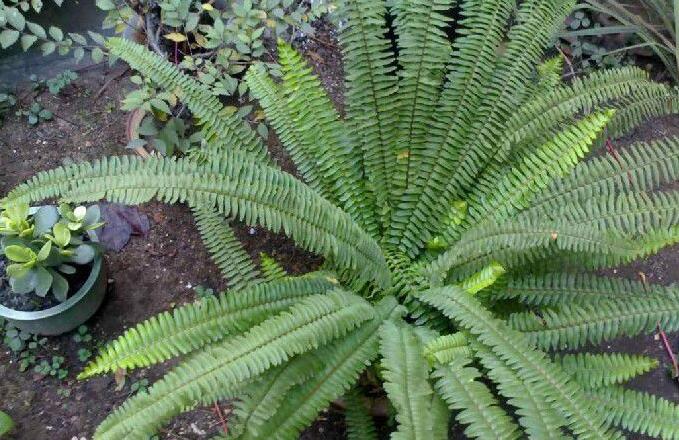 蜈蚣草(原变型)