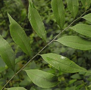  p>柳叶蕨属(学名:cyrtogonellum ching)是鳞毛蕨科柳叶蕨属植物,根状