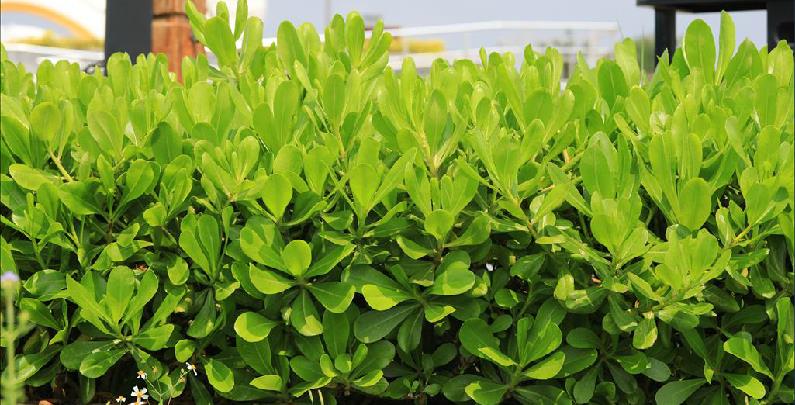  p>草海桐(学名: i>scaevola sericea /i> vahl)是草海桐科,草海桐属