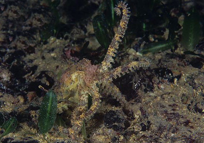  p>斑点豹纹蛸(学名: i>hapalochlaena maculosa /i>):体长约20厘米.