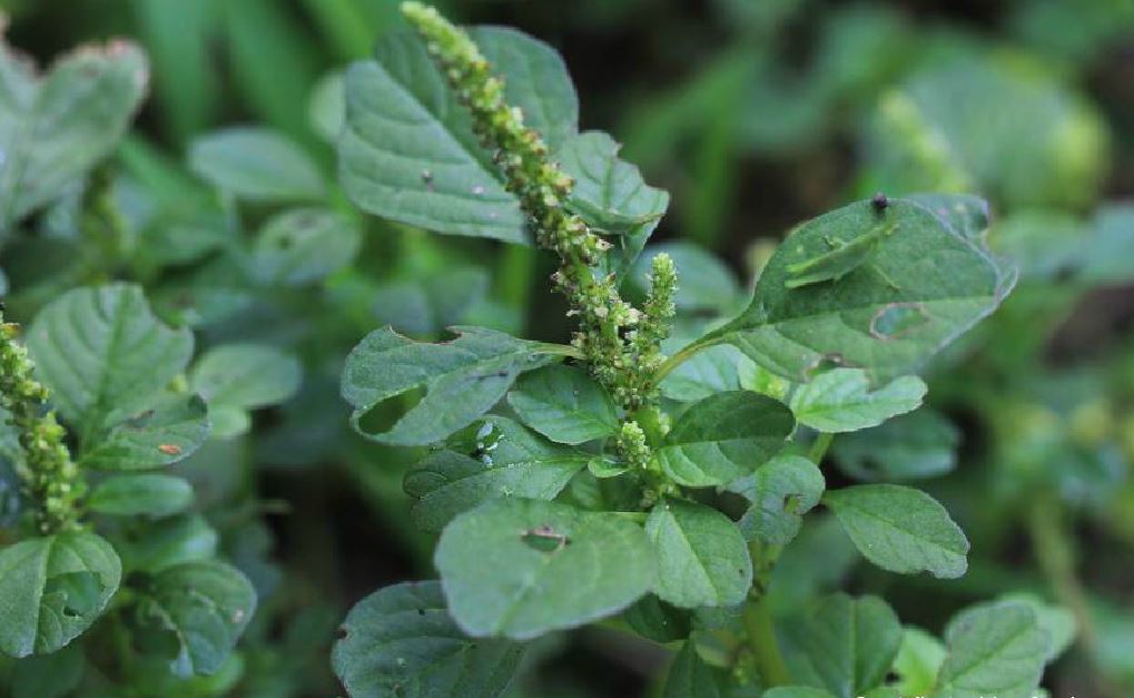 是苋科苋属三被组植物,一年生晚春杂草.