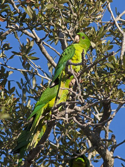  p>青绿锥尾鹦鹉(学名:aratinga holochlora)是典型的 a href="#"
