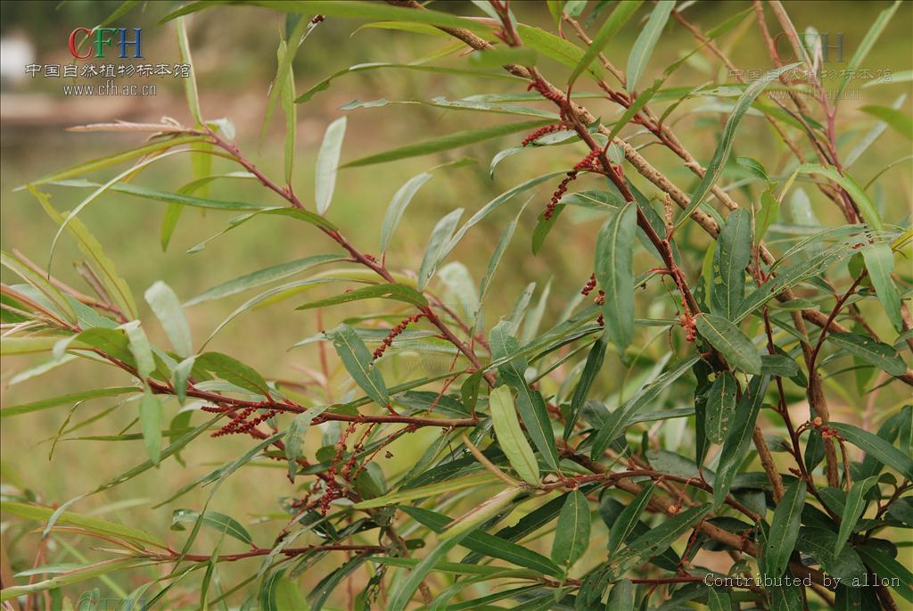  p>水柳属(学名:homonoia lour.