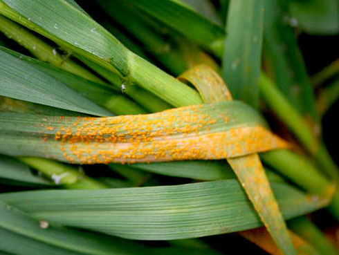  p>桃不休双胞锈菌是锈菌目,柄锈科真菌. /p>