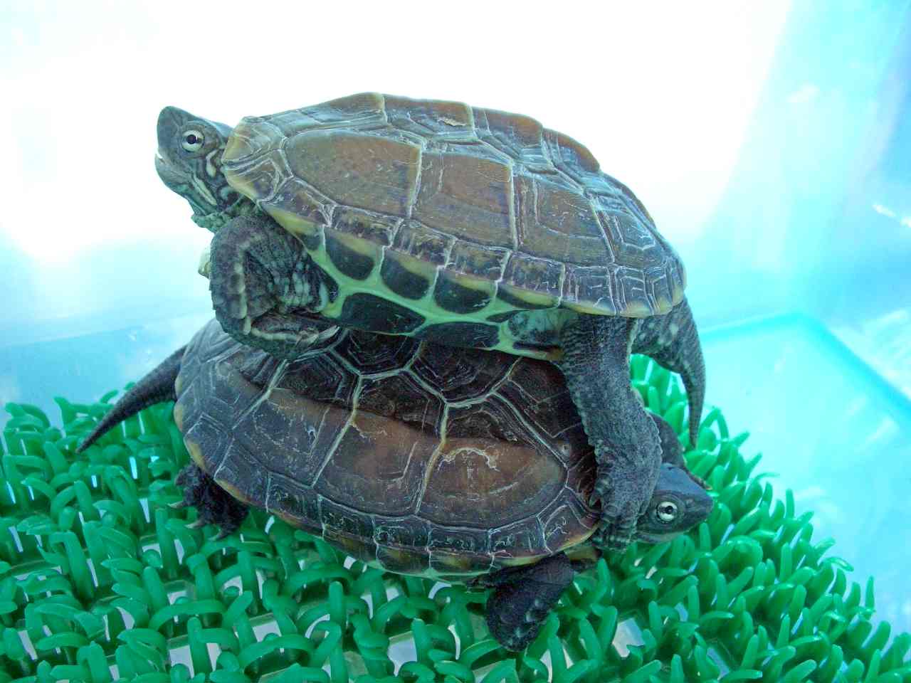  p>拟鳄龟(学名: i>chelydra serpentina /i>)是鳄龟科,拟鳄龟属动物.