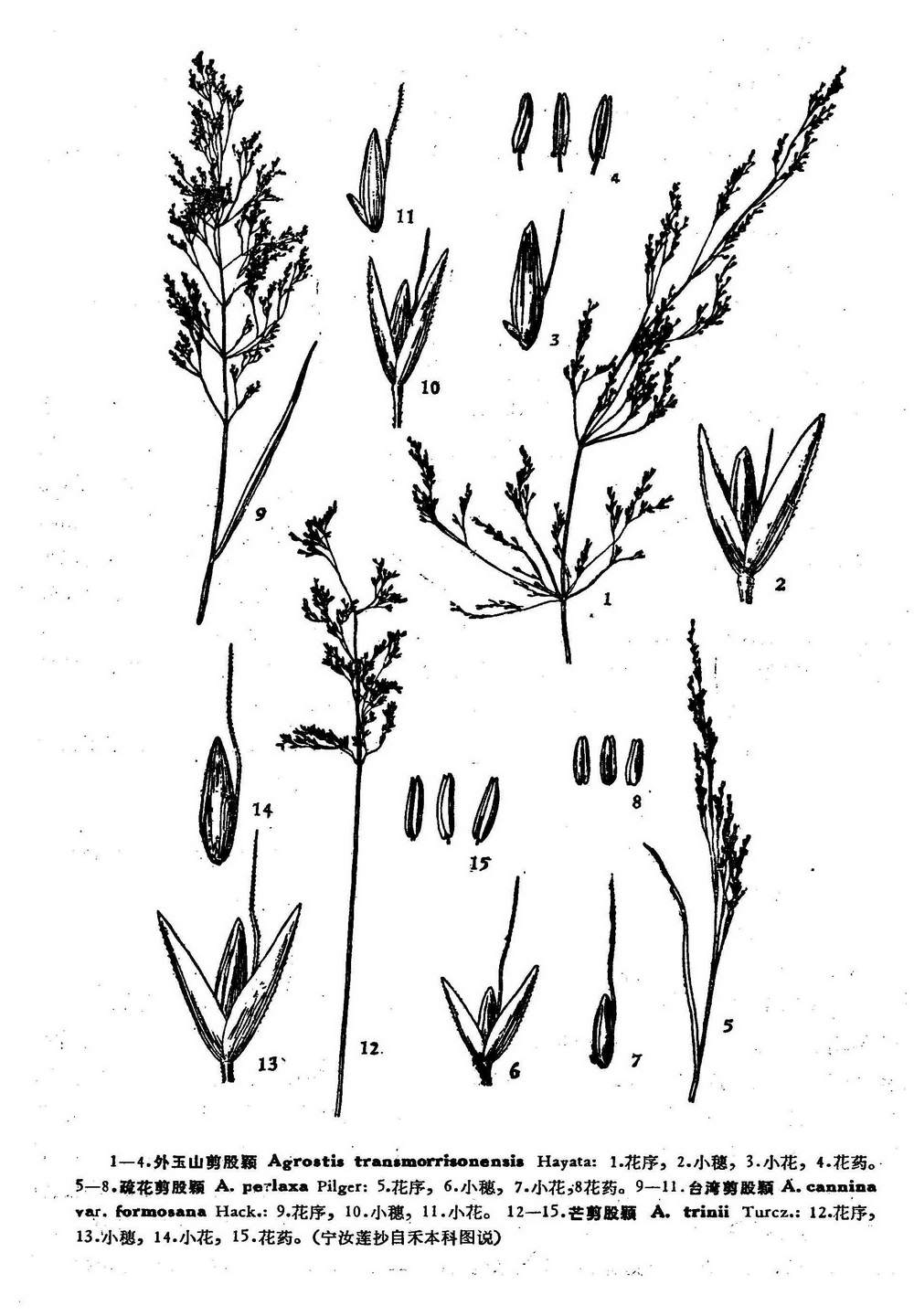  p>疏花剪股颖,直立细弱草本,高达50厘米.秆下部膝曲.具3节,平滑. /p>