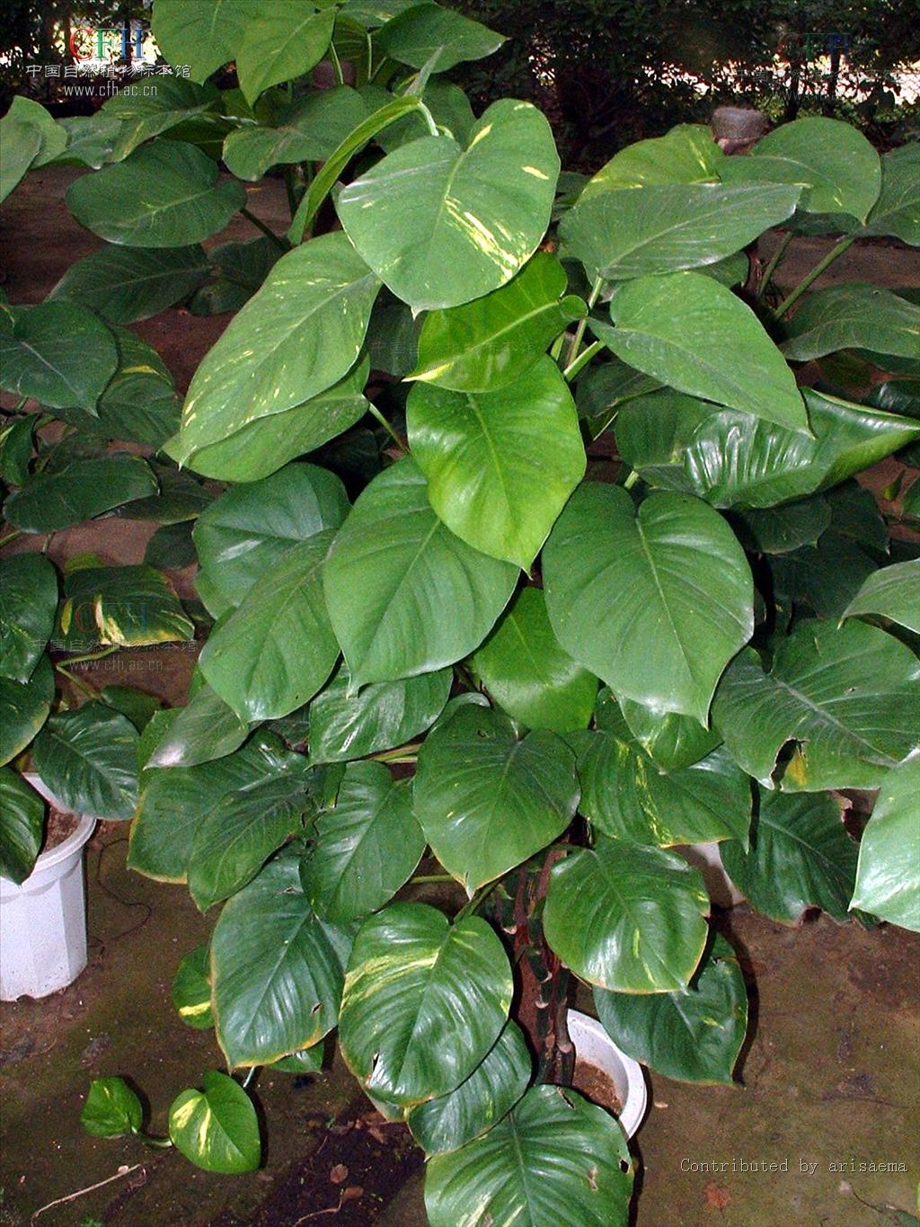  p>麒麟叶属, a href="#" data-lemmaid="6721720">天南星科 /a>, a