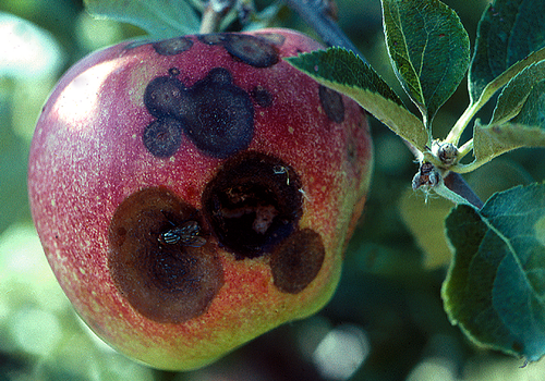 苹果炭疽病
