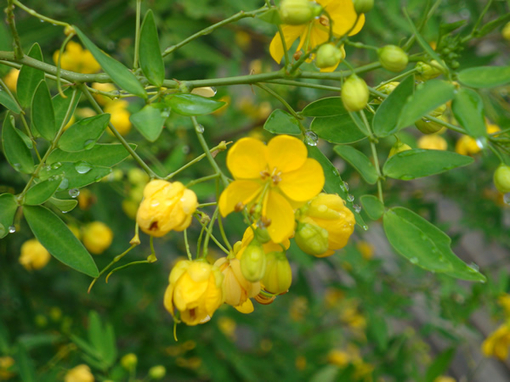  p>决明属(学名:cassia l.