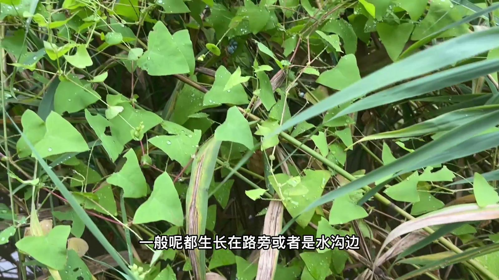 蓼（蓼科蓼属植物）_百度百科