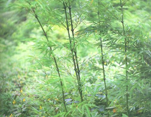 筇竹安徽太平群体_百度百科