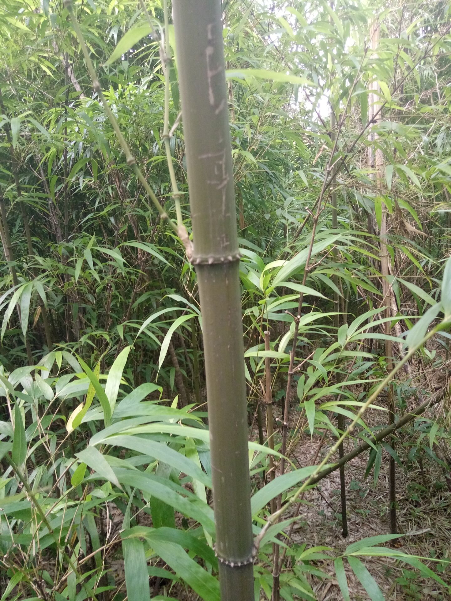 方竹