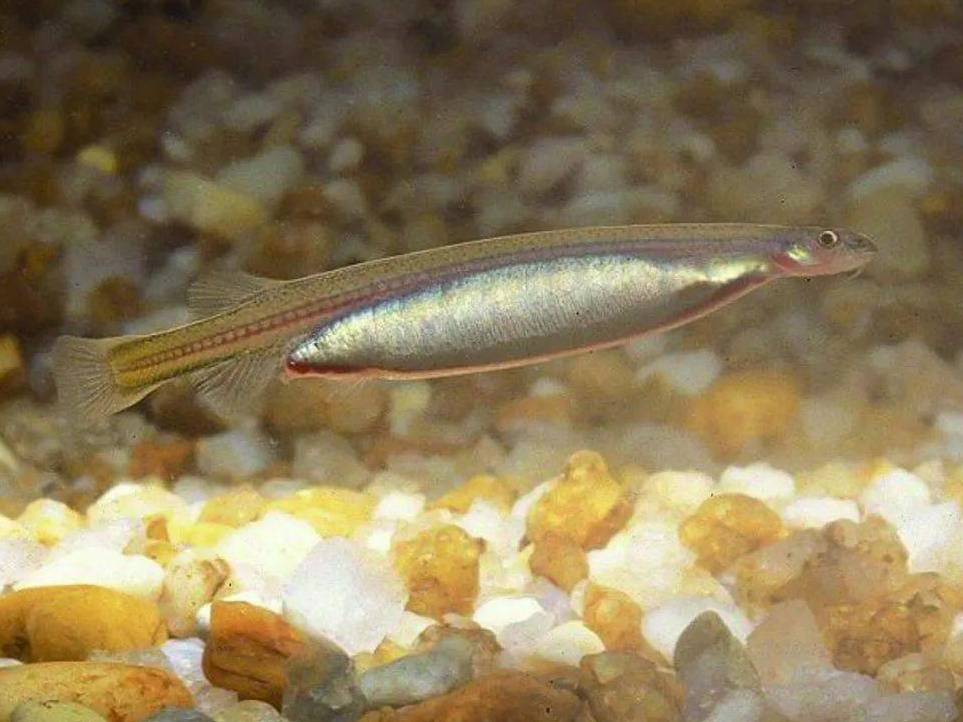  p>卷须寄生鲇(学名: i>vandellia cirrhosa /i>),是 a target="