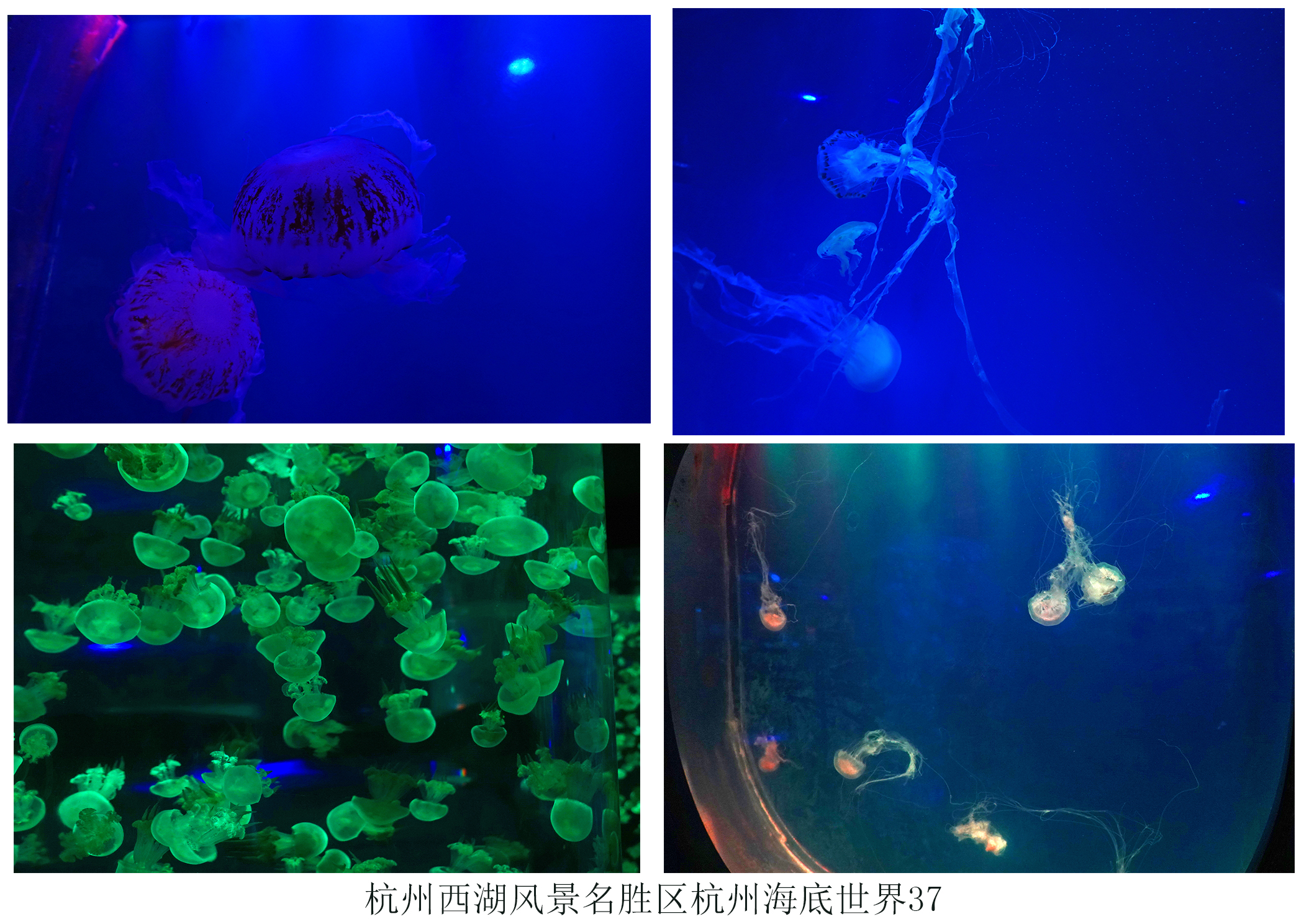  p data-id="gnzl1rajwt">杭州海底世界位于美丽的西子湖畔,建筑面积