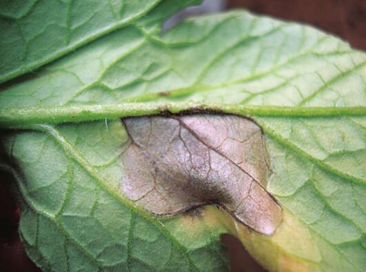  p>番茄灰斑病又称褐斑病,是由番茄壳二孢菌侵染所引起的,发生在番茄