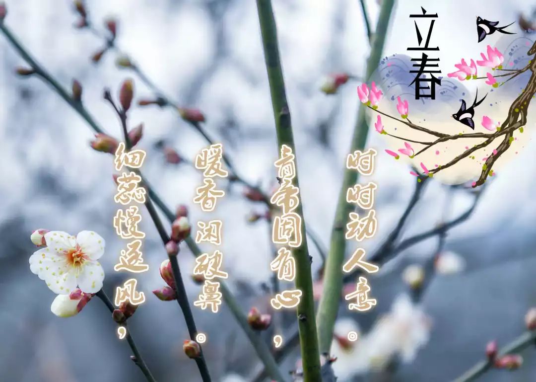 立春丨“C位”曾属于它！_百科TA说