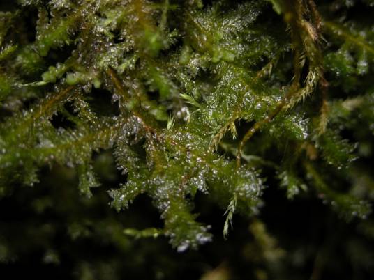 狭叶苔属_百度百科