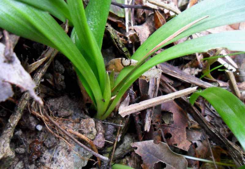  p>老鸦瓣(学名: i>tulipa edulis /i> (miq.