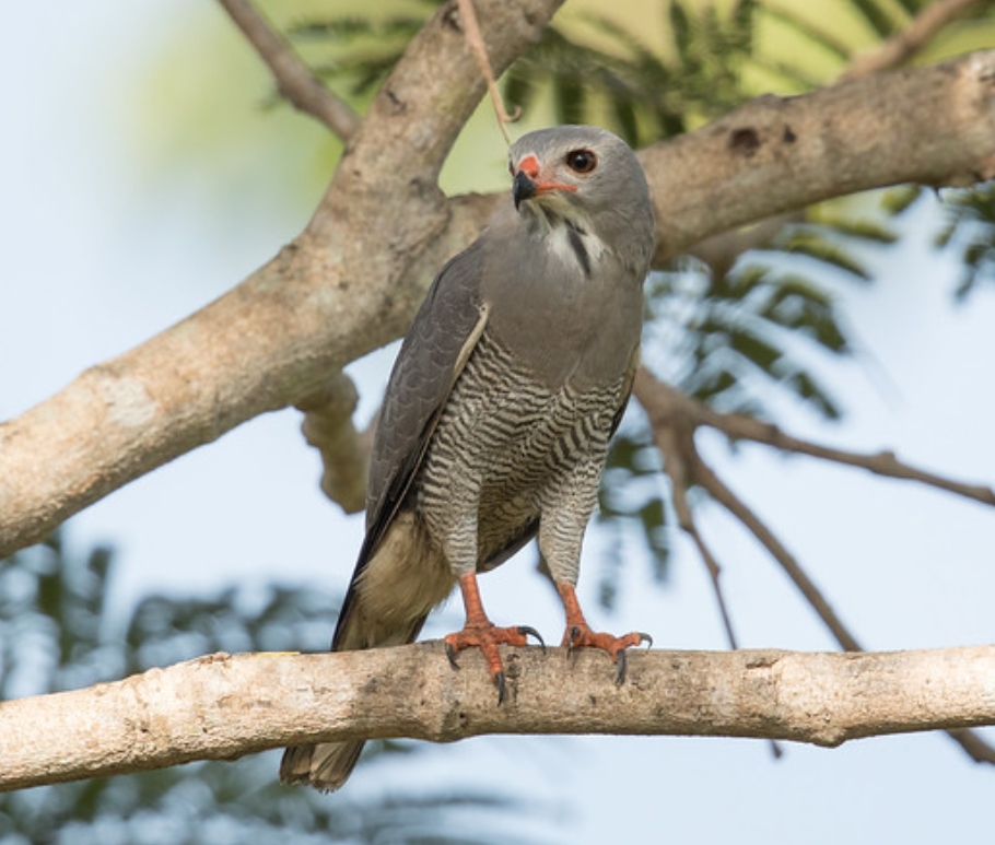  p>蜥鵟(学名: i>kaupifalco monogrammicus /i>):是鹰科,蜥鵟属的一