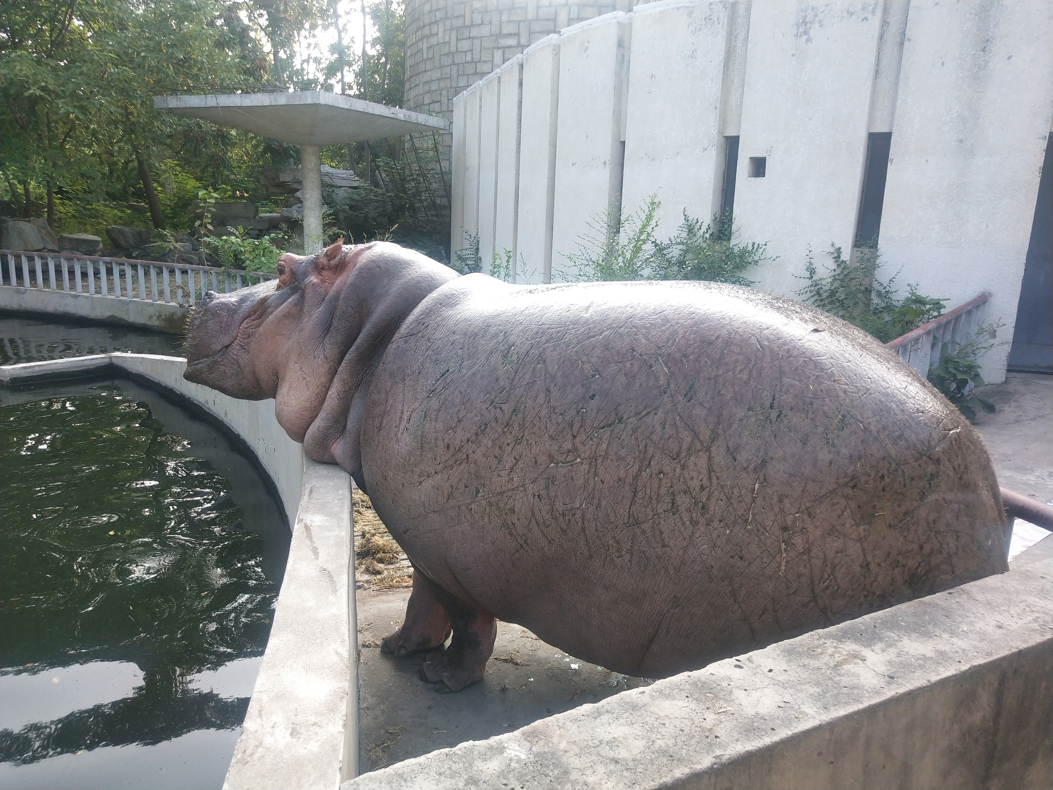  p>河马科 hippopotamidae偶蹄目的 1科.共有2属2种.