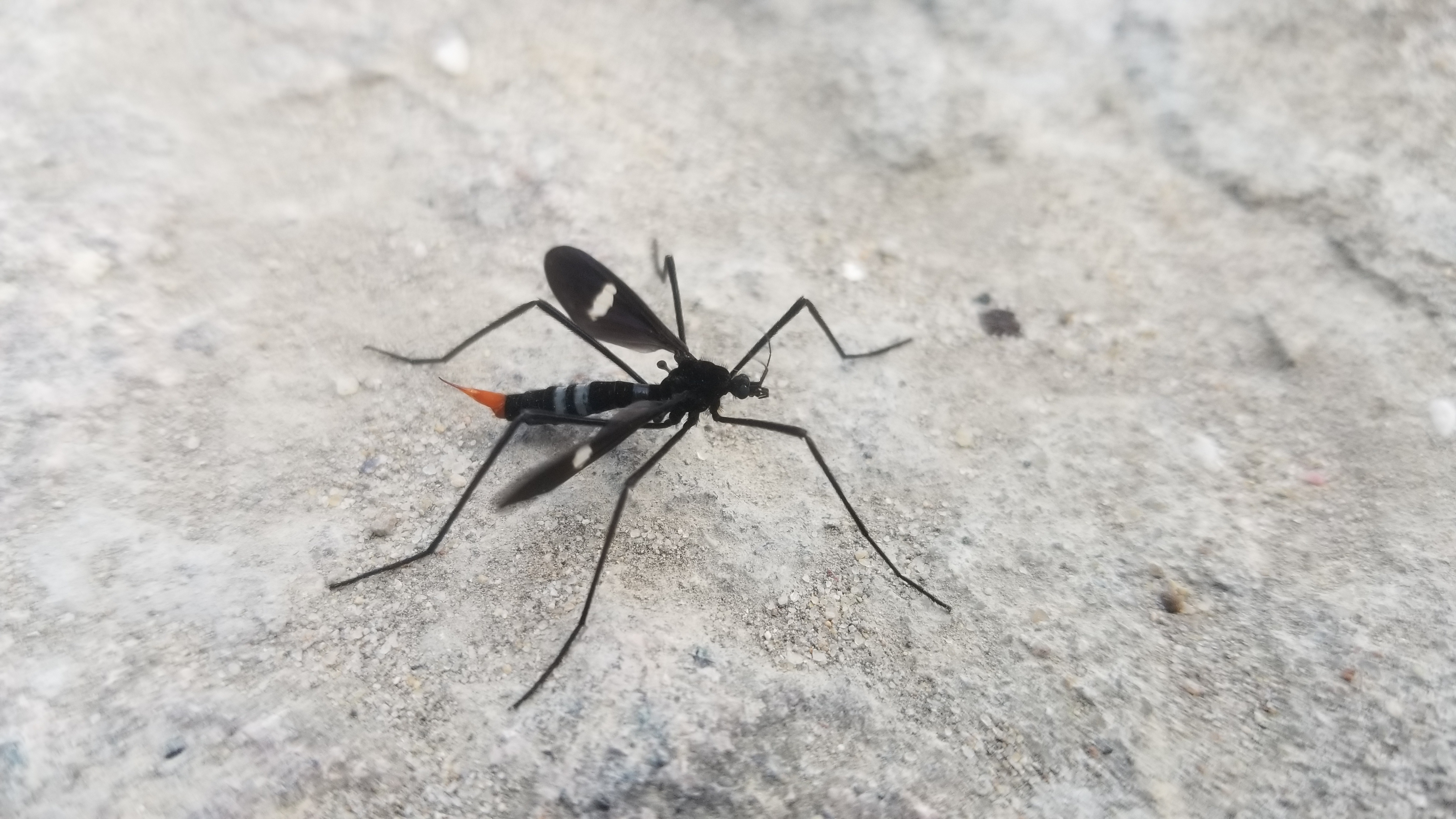  p>大蚊(crane fly), a target="_blank" href="/item/双翅目">双翅目