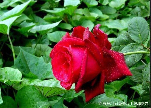 盆栽玫瑰花，就是病虫窝子，做好这些事，才能花多开得艳_百科TA说